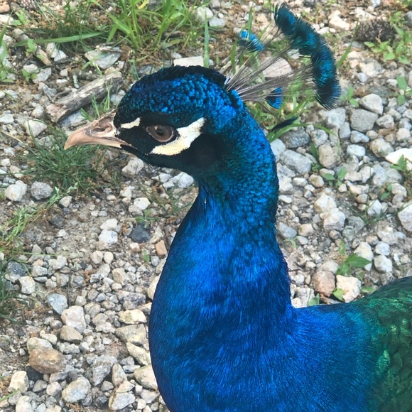 Meet your Posher, Mariya - Picture 1 of 1